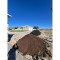 Compost "Steer"