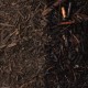 Compost "Green Waste"