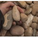  1-2" Autumn Sunrise Pebbles