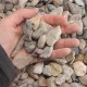 3/4" Utah's Rainbow Rock