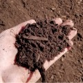 Soil & Compost