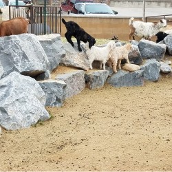 Royal Boulders
