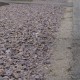 2-4" Pandora Cobble