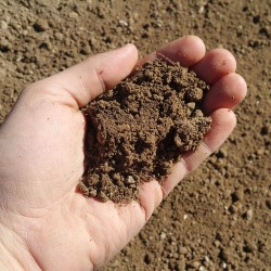 Mushroom Compost 